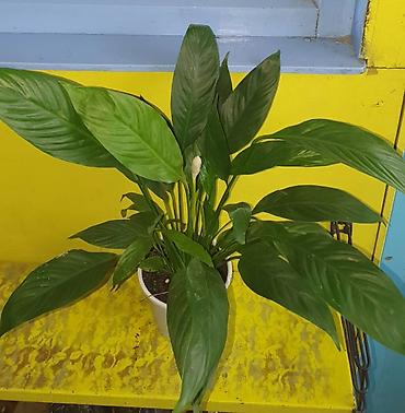 Другие комнатные растения: Продам комнатные цветы, в хорошем грунте, не тепличные, ухоженные — 7