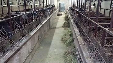 Лошади, кони: Продаю | Кобыла (самка), Конь (самец), Жеребец — 6