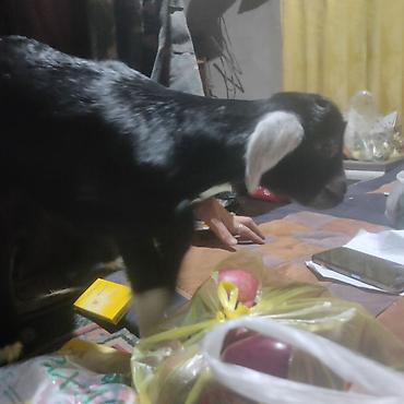 Другие животные: Козлёнок 1 месяц крупный 11 тыс. черный . есть белые. порода — 11