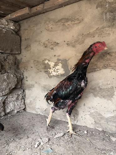 damaz: Xoruz, Heyratı, il: 1, Ödənişli çatdırılma, Pulsuz çatdırılma, Ünvandan götürmə — 3
