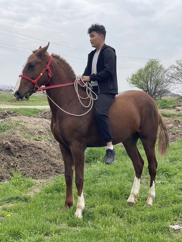 породистые лошади в кыргызстане: Продаю | Конь (самец), Жеребец, Жеребенок | Дончак | Конный спорт | Племенные