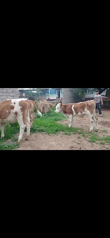 Dana, buzov: Satışda: simmental tipli erkək buzovlar - Rəng: ağ-qəhvəyi ləkəli - — 3
