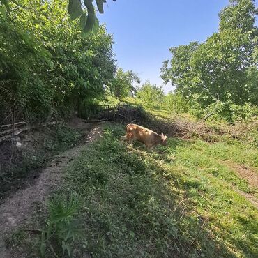 Inəklər, öküzlər: Salam öz inəyimdi yanındada balası bir yerdə satılır alverci deyiləm — 12