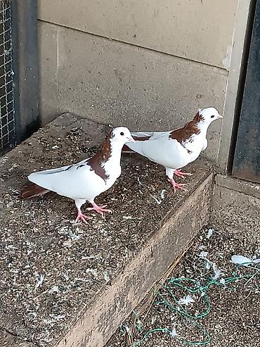 alman qurdu it: Tay balalardı. Rəngləri Qan qırmızıdır. Biri demək olar ki abrezdi — 3