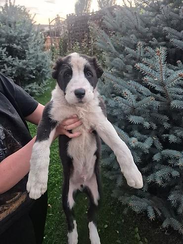 собака люся: Алабай, 2 месяца, Самец, С прививкой — 3