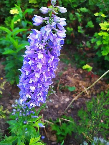 Другие садовые цветы и кустарники: Продаю уличные цветы многолетние оптом и в розницу. Дельфиниумы — 7