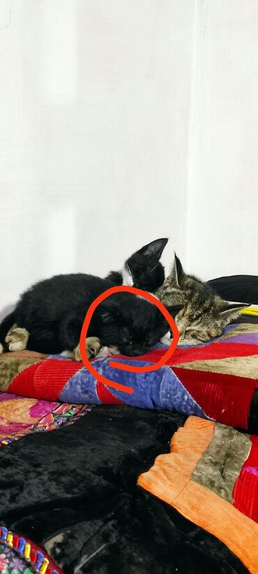 Коты: Отдам даром в хороший руки, черный котенок самец пума, порода веслоухи