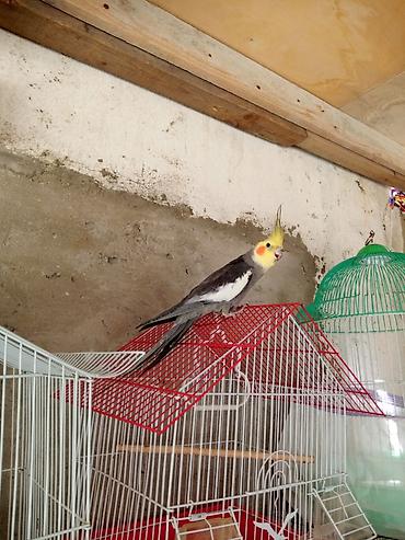 Quşlar: Hazir erkey disi biri 40 azn korella karelal — 2