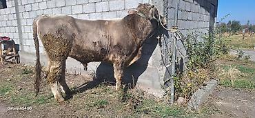 бык аттракцион: Продаю | Бык (самец) | Полукровка | На откорм | Привязанные — 3