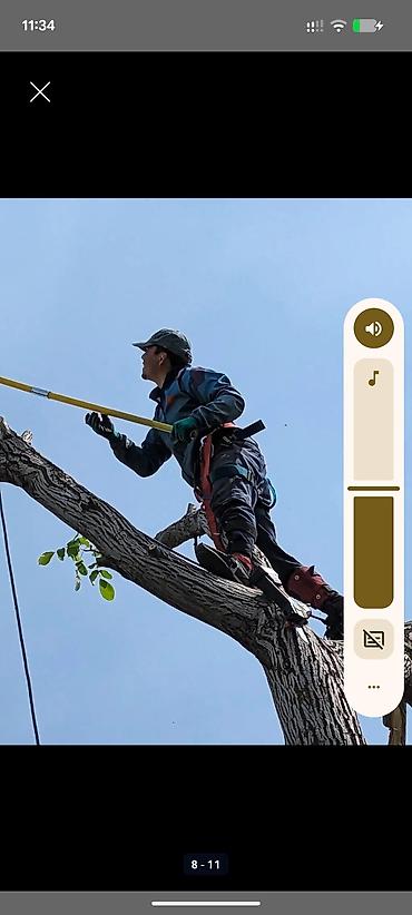 Спил деревьев, заготовка дров: Спил деревьев любой сложности. Промышленный альпинизм и верхолазные at lalafo.kg — 5 Спил деревьев, заготовка дров: Спил деревьев любой сложности. Промышленный альпинизм и верхолазные — 5