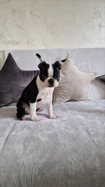 Psi: Na prodaju štenci rase BOSTON TERIJER, prekrasnih, zdravih roditelja na lalafo.rs — 12 Psi: Na prodaju štenci rase BOSTON TERIJER, prekrasnih, zdravih roditelja — 12