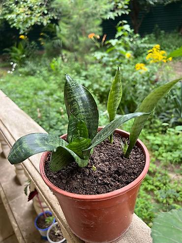 Otaq bitkiləri: Her cure guler var veregliyin baxin ancag xanimlara satiş olur Gencedi — 11