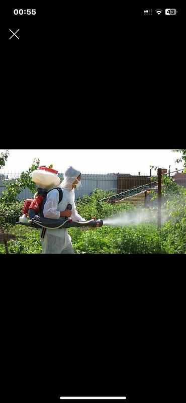 Клининг кызматтары: Дезинфекциялоо, дезинсекциялоо, | Кумурскалар, Чычкандар жана келемиштер, Таракандар, | Үйлөр, Кафелер, дүкөндөр, Батирлер — 2