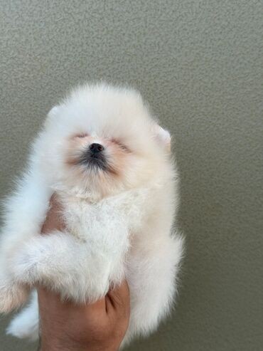 Pişiklər: Şotland yastı qulaq, Erkək, Dişi, Yaxşı əllərə, Ünvandan götürmə, Pulsuz çatdırılma, Ödənişli çatdırılma — 32