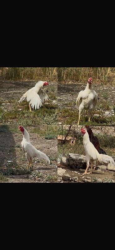 at satanlar: Ağabbağ heyratı xoruzdu 1 yaşı var. Black, buff brama birdə tovuz quşu — 3