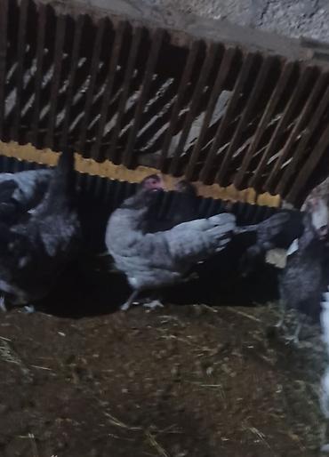quslar satisi: Boz Australorp xoruz var satışda 2 eded Boz fere 7 ədəd sples fere 4 — 1