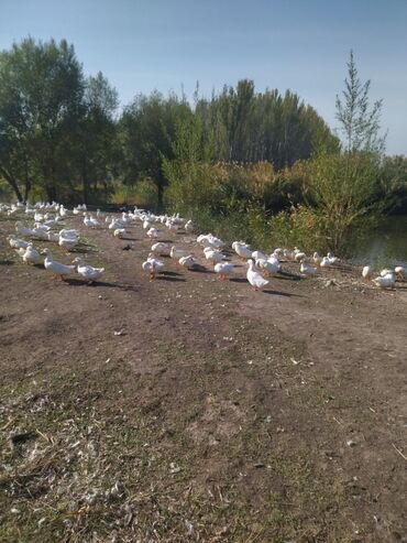 Башка а/ч жаныбарлары: Продам уток