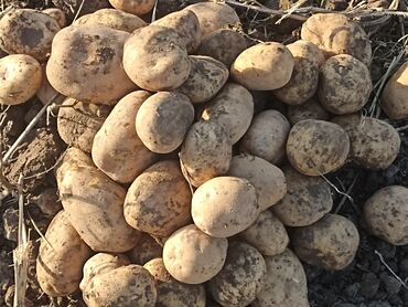 гречневые подушки бишкек: Картошка Дүңүнөн
