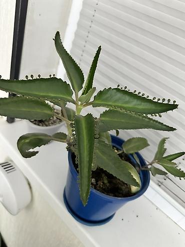 розы садовые: Каланхоэ лечебное растение Дегремона (Kalanchoe daigremontiana) — 1