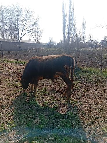 Коровы, быки: Продаю | Бык (самец) | На откорм | Привязанные — 4