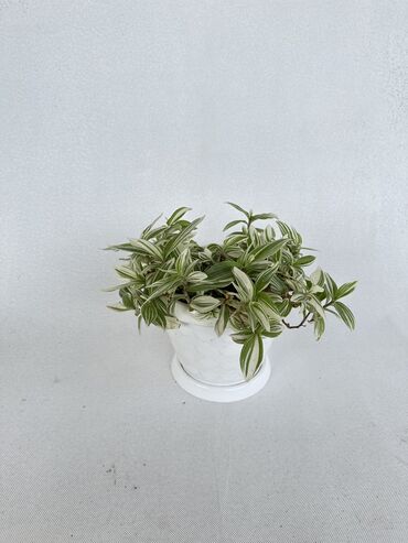 Другие комнатные растения: Традесканция Аглаонема Бегония Цветы растения горошек цены разные