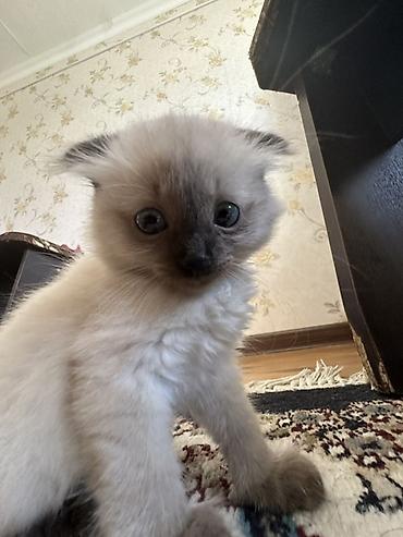 сиамскую кошку: Сиамская, 6 месяцев, Девочка, Приучена к лотку — 2