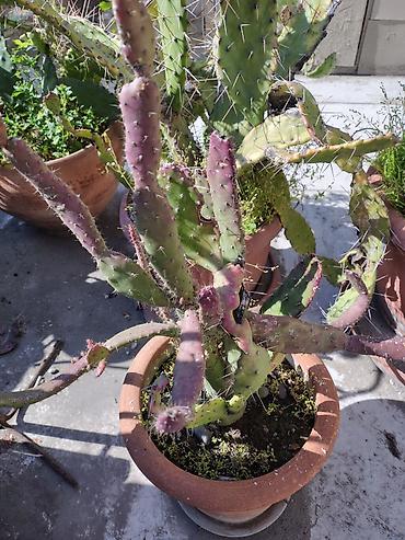Otaq bitkiləri: Məhsul: Saksi içində müxtəlif kaktuslar - Növlər: Opuntia (nopal — 1