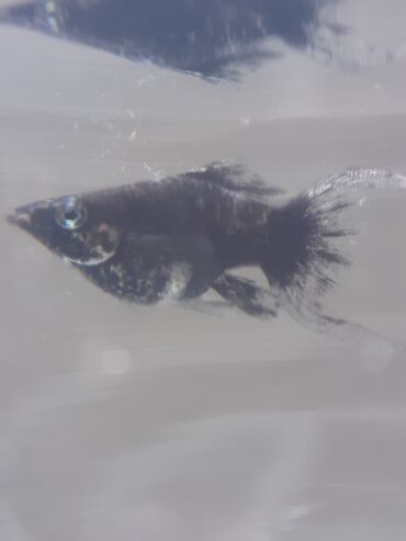 Balıqlar: Molinezi, Sülhsevər -da lalafo.az — 5 Balıqlar: Molinezi, Sülhsevər — 5