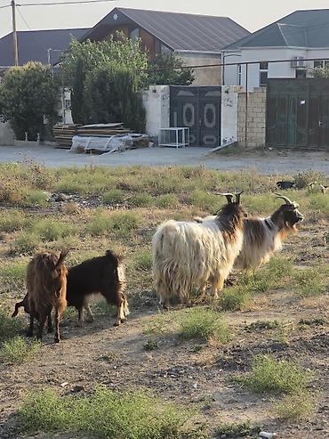 hələp kecisi: Heyvanlar tam sağlamdır 1 erkək 3 dişidir ikisi bir dəfə doğub biri — 10