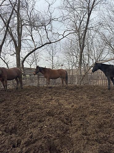 Лошади, кони: Продаю | Кобыла (самка), Конь (самец), Жеребенок | Полукровка | На забой, Для разведения, Для молока — 4