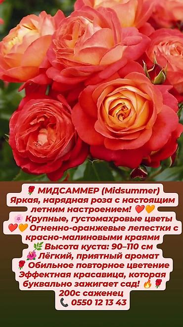 Прожекторлор: Кустовые розы в наличии. Отправляю саженцы по Кыргызстану. Цена на — 10