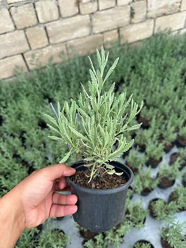 uzum tingləri: Lavanda (Lavandula) tingləri – qara plastik dibçəklərdə - Bitki növü — 6