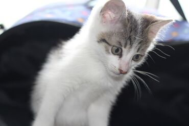американский вислоухий кот: Прекрасный Котенок мальчик ищет дом Милый малыш нуждается в семье