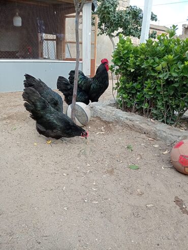 tovuz qusu: Avstralorp Alman qanı toros xetti 1 xoruz 3 fere tam sağlam