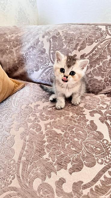 Pişiklər: Şinşilla — 8