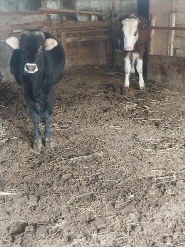 Dana, buzov: Məhsul: 2 baş erkəy dana saxlamalı saglam danalardi