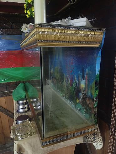 100 l akvarium: Salam. Akvarium satılır. Çok gözəl akvariumdu. Barter de olunur — 2