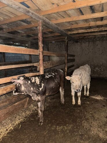 продаю музоо торпок корова самка бык самец айрширская ангус алатауская на забой для разведения на откорм племенные нетель привязанные: Продаю | Тёлка