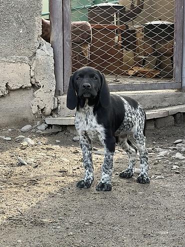 Продажа собак: Продаются щенки курцхаара. Дата рождения: 12 января 2026 г. Порода — 8