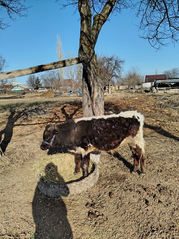 уй кароба: Коровы, быки