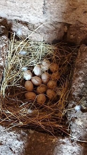Yumurta: Ördək yumurtası - Təsvir: Şəkillərdə təsvir olunan, samanla — 5
