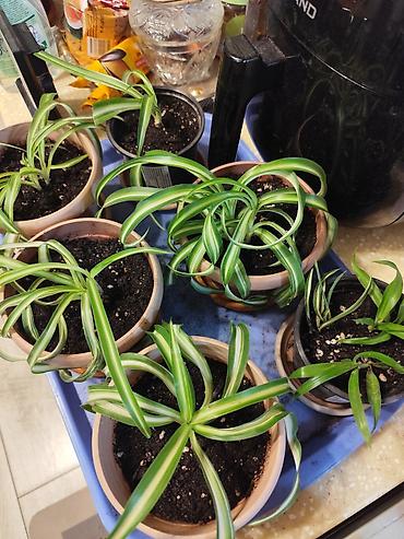 Хлорофитумы: Цветы от 150 сом, комнатные адаптированые. Алоэ Вера детки, Алоэ — 7