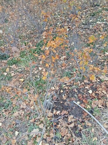 веник с совком цена бишкек: Саженцы смородины (кустарники) - Многоствольные кусты смородины