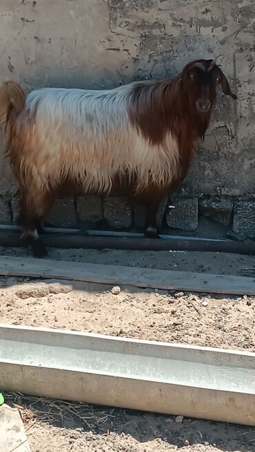 Digər kənd təsərrüfatı heyvanları: Erkey helep kecisi satilir cavan saglam heyvandi cox yaxsi besdenib