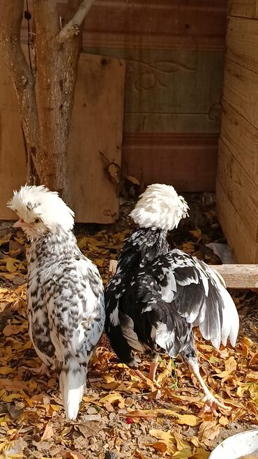 Toyuqlar: Toyuq, Yumurtalıq — 4