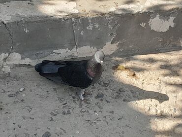 отдам щенка в добрые руки: 4 5 ucan mayadi enniquyruq dolaqdi unvan Qaradag