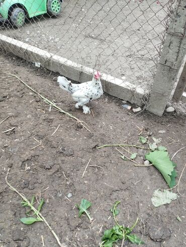 Kənd təsərrüfatı quşları: 2 ədəd 1 illik hal hazırda yumurtlayan yaponka fərələri satılır.qiymət