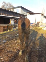 эркек ит: Ургаачы 5 6 ай жакшы кулун Суйлошуу жолу бар lalafo.kg да эркек ит: Ургаачы 5 6 ай жакшы кулун Суйлошуу жолу бар