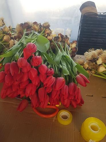 Букеты из живых цветов: 🔥 **ТЮЛЬПАНЫ ОПТОМ К 8 МАРТА ПРЯМО ИЗ ТЕПЛИЦЫ** 🔥 Голландские at lalafo.kg — 18 Букеты из живых цветов: 🔥 **ТЮЛЬПАНЫ ОПТОМ К 8 МАРТА ПРЯМО ИЗ ТЕПЛИЦЫ** 🔥 Голландские — 18