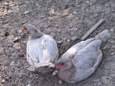Ördəklər: Lal ördəklər satılır topdan 17 azn .Tək tək qiymətlər — 15